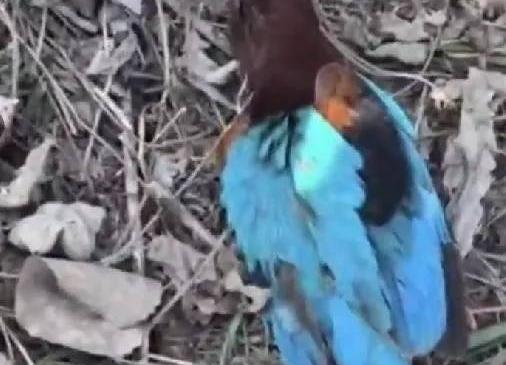 国际足联官方买球平台 -白胸(xiōng)、紅(hóng)嘴、翡(fěi)翠背(bèi)！鸟界“颜值担当”，来頭(tóu)不小(xiǎo)！