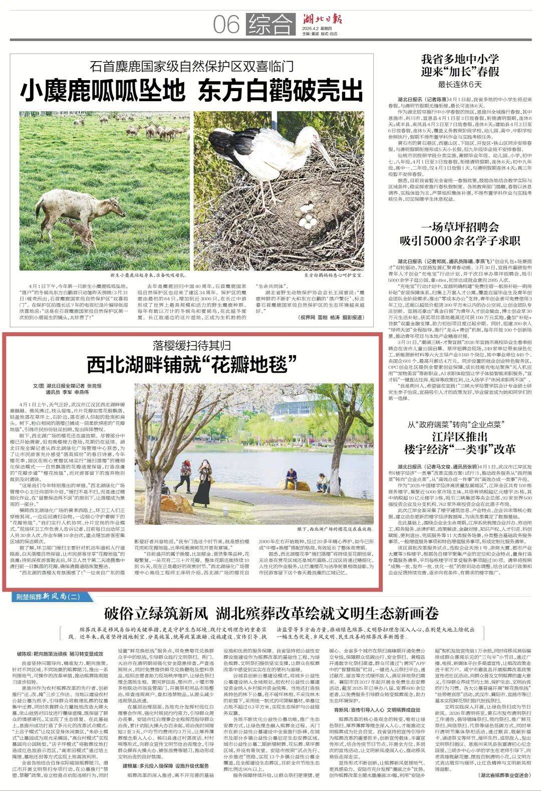 西北湖缓扫落樱，邀您共赴一场“花瓣地毯”的浪漫