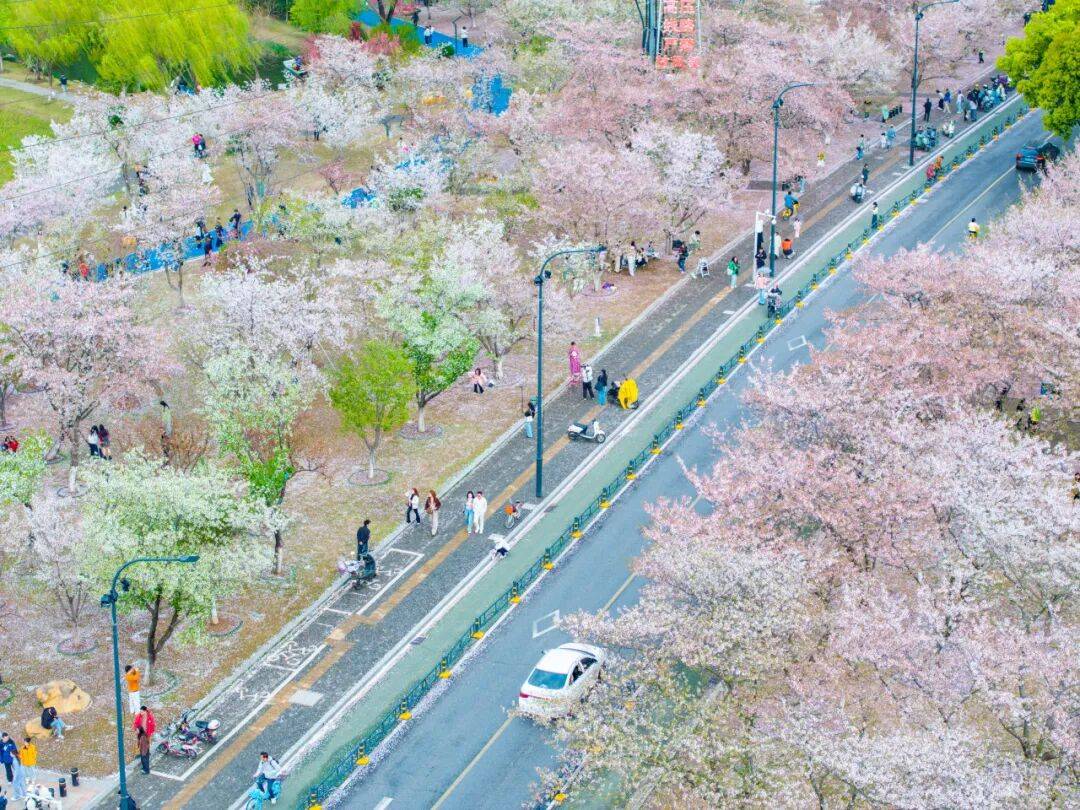 西北湖缓扫落樱，邀您共赴一场“花瓣地毯”的浪漫
