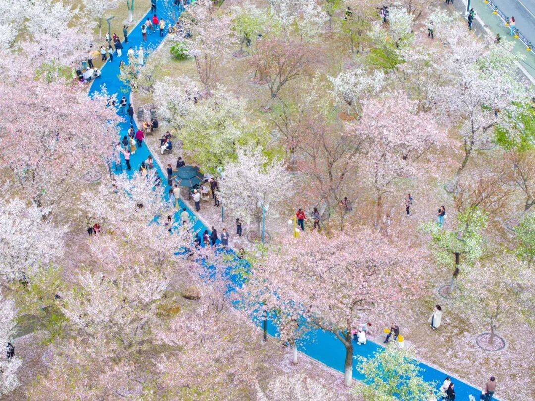 西北湖缓扫落樱，邀您共赴一场“花瓣地毯”的浪漫