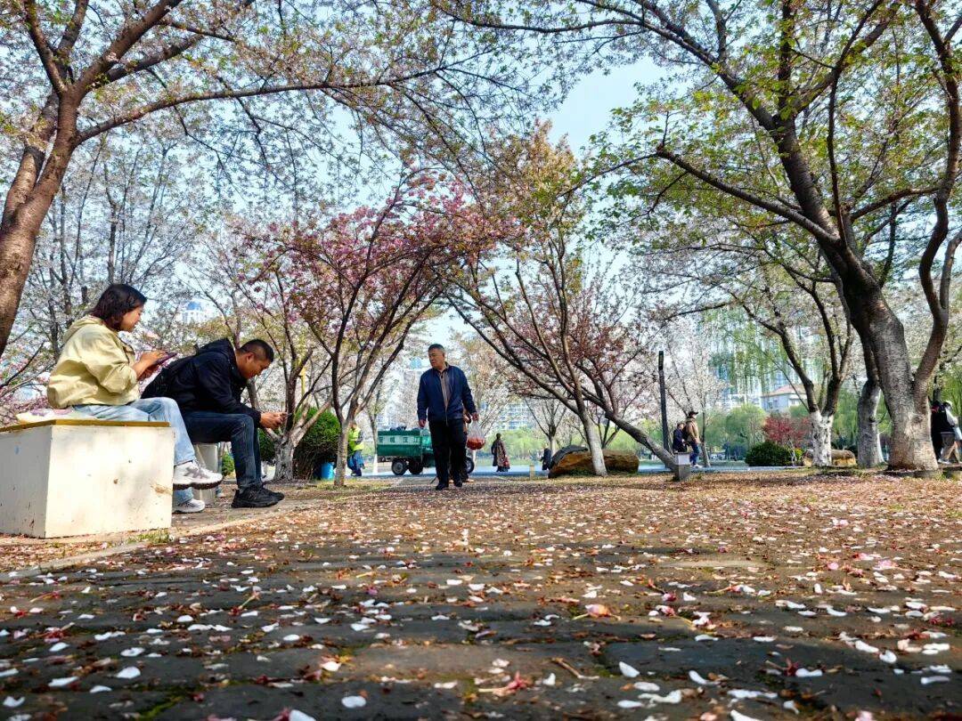 西北湖缓扫落樱，邀您共赴一场“花瓣地毯”的浪漫