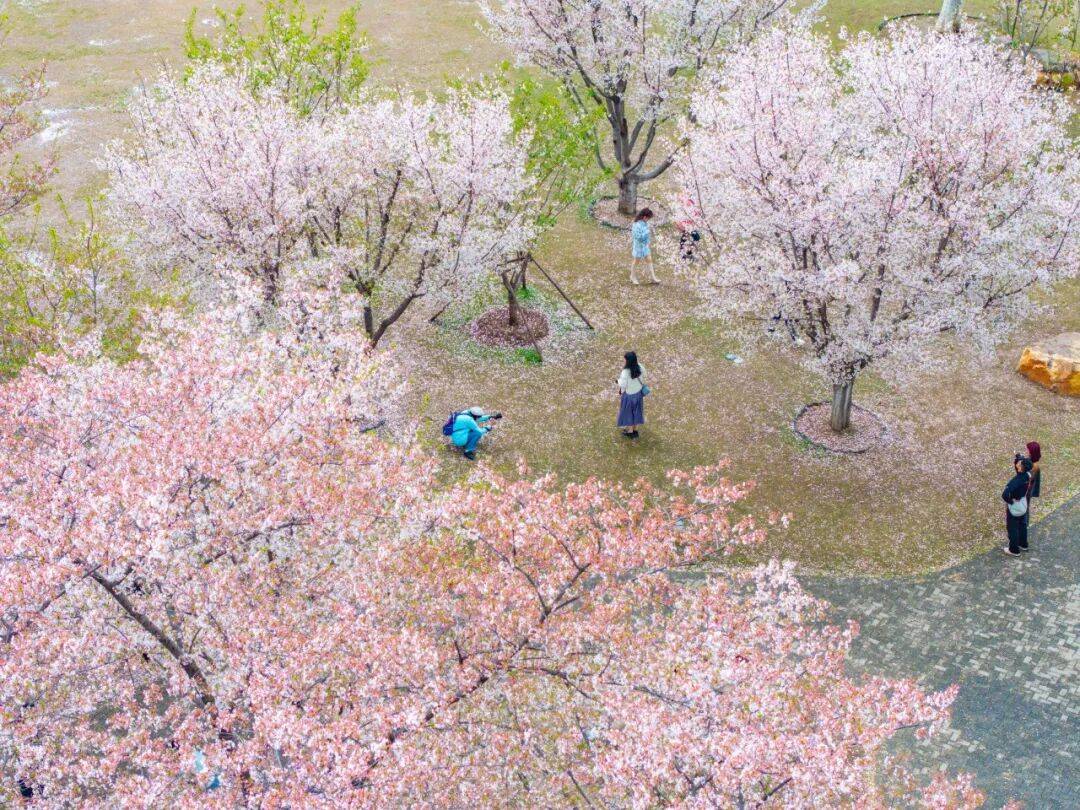 西北湖缓扫落樱，邀您共赴一场“花瓣地毯”的浪漫